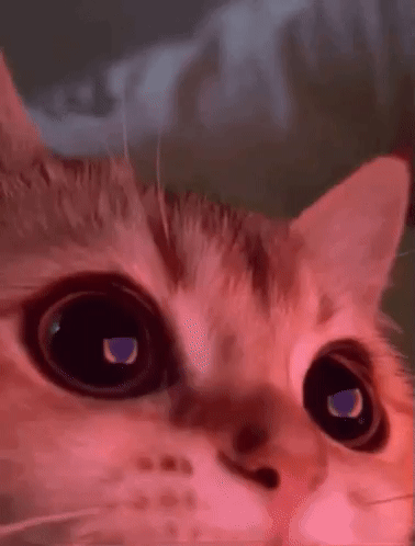 Cute Cat